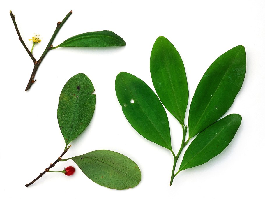 Эритроксилум Кока