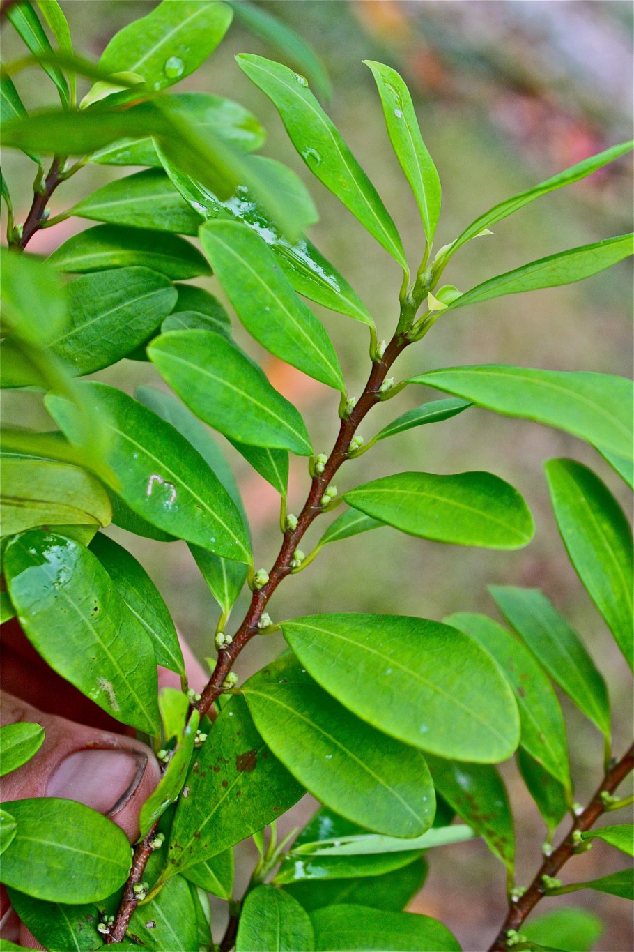 Дерево Кока (Erythroxylon Coca)