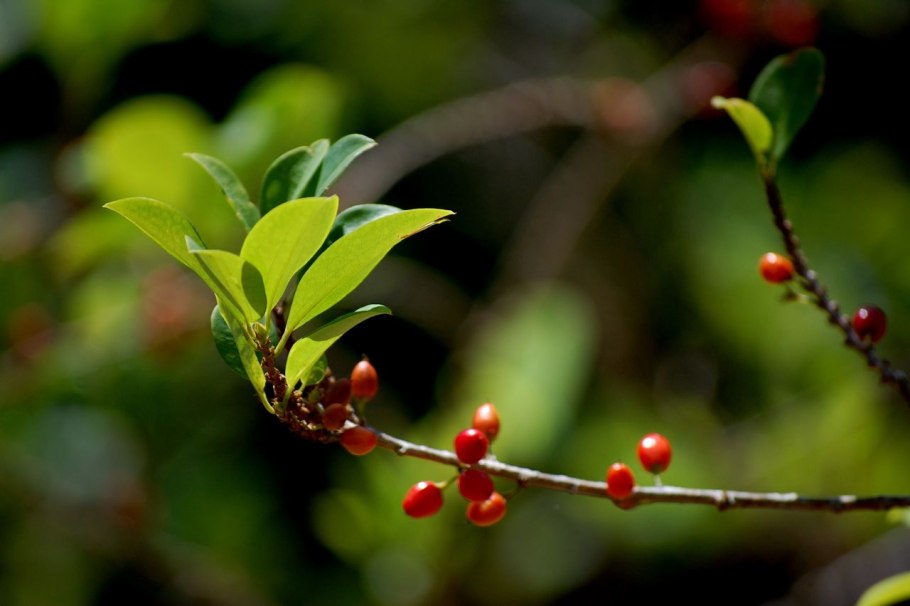 Эритроксилум Кока