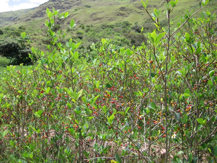 Дерево Кока (Erythroxylon Coca)