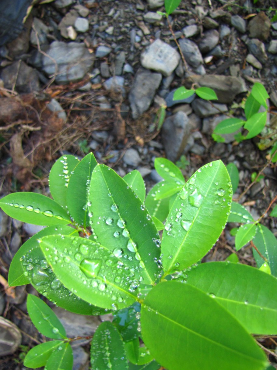 Цветущая Кока