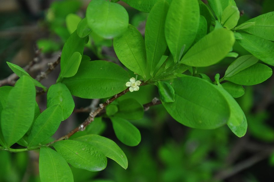 Дерево Кока (Erythroxylon Coca)