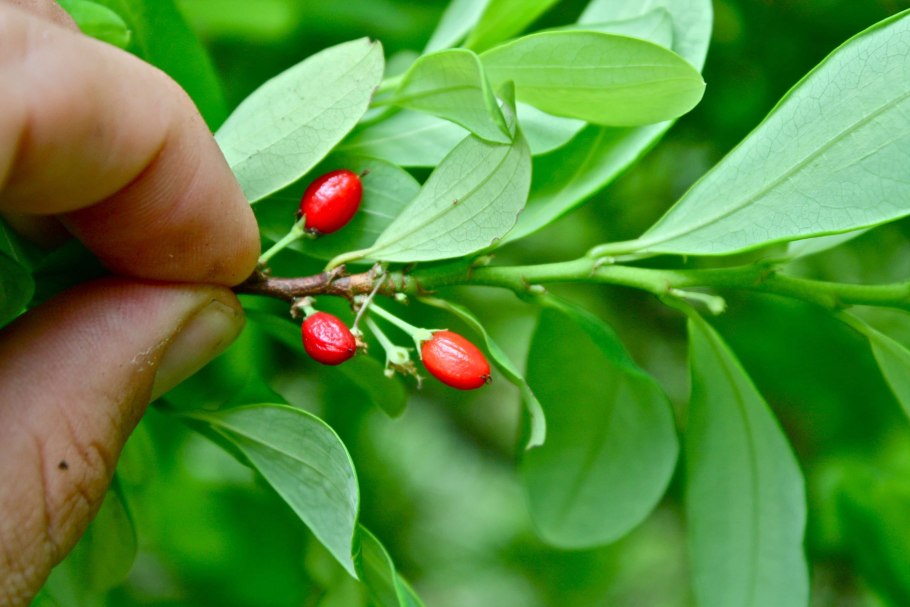 Эритроксилум растения