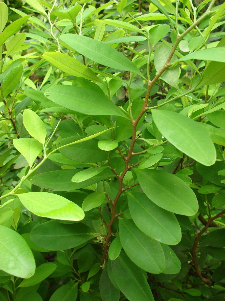 Листья кокаинового куста