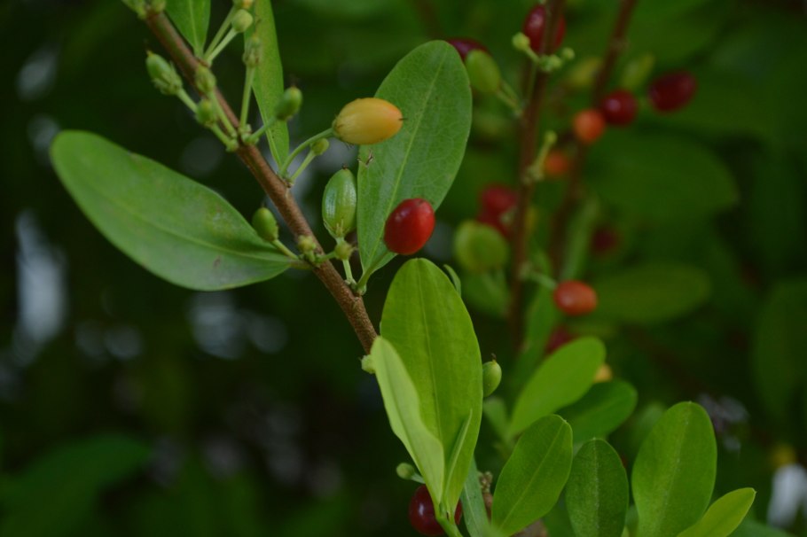 Растение Erythroxylum Coca