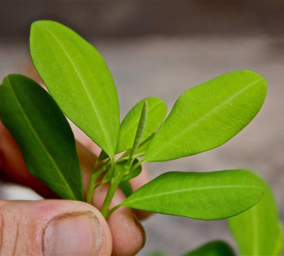 Кокаин растение