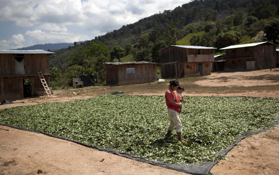 Зеленый шартрез цвет
