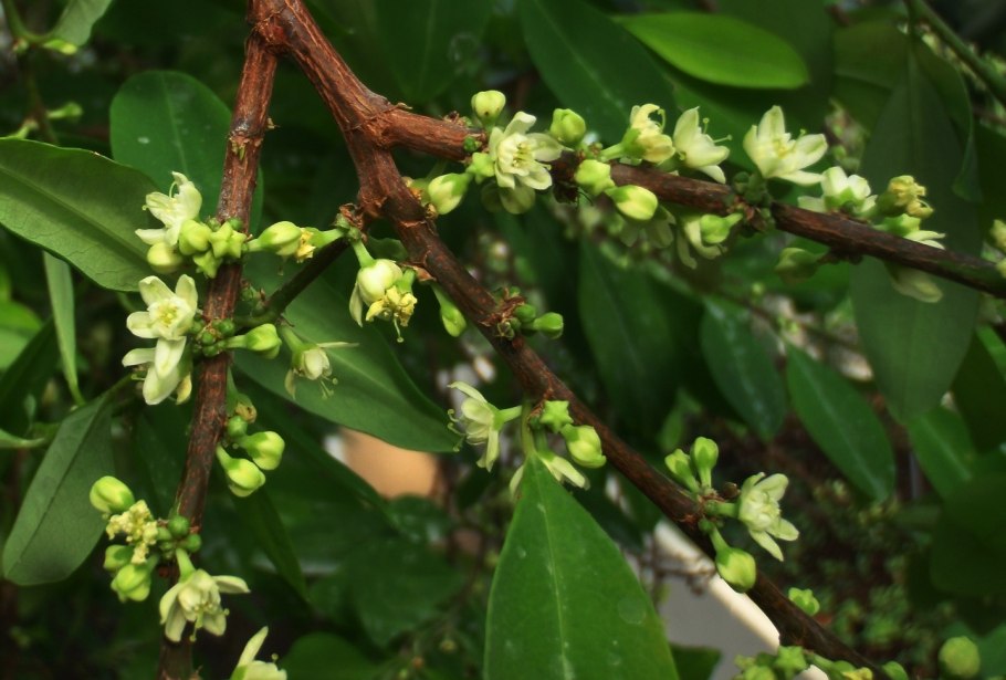 Erythroxylum novogranatense