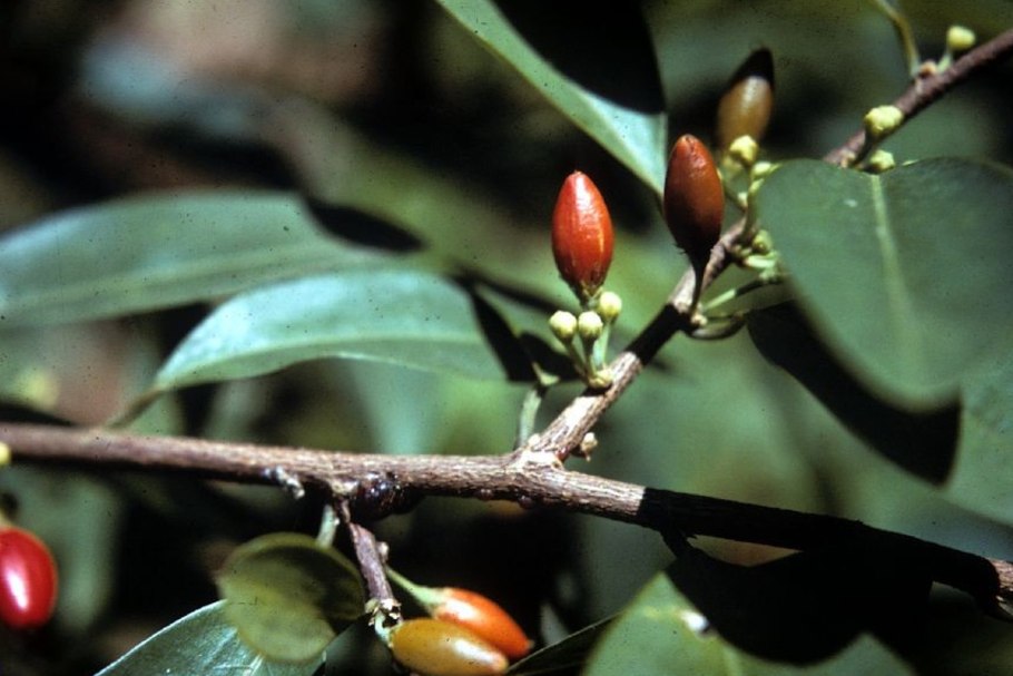 Erythroxylum Catuaba