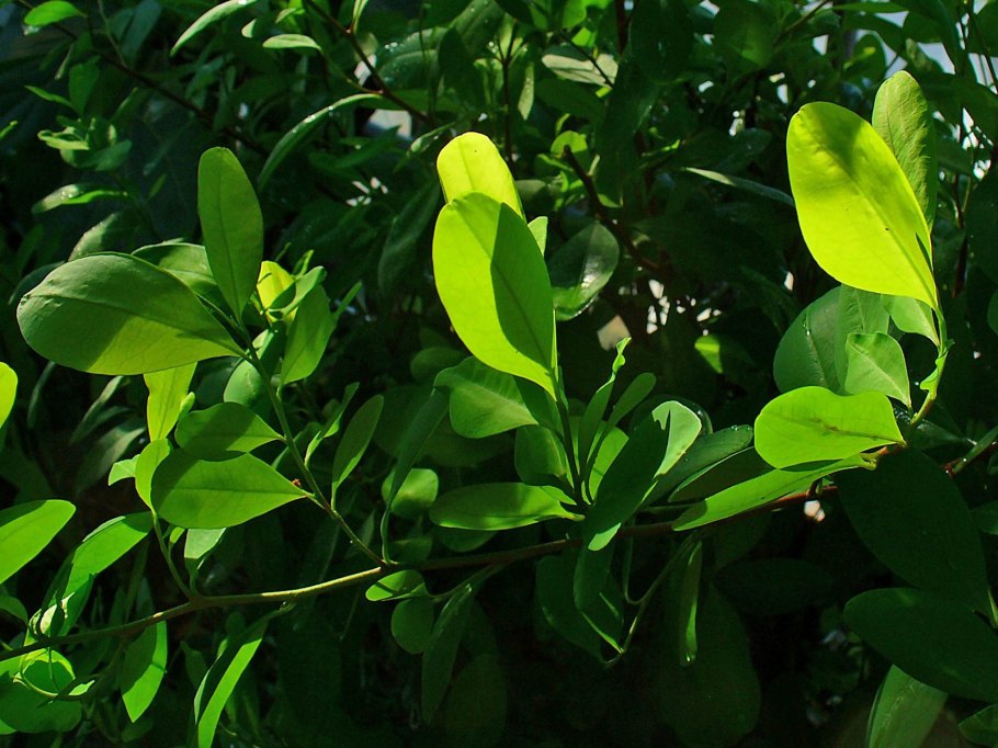 Erythroxylum Catuaba