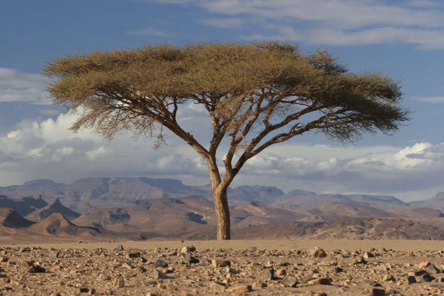 Кипарис ливанский