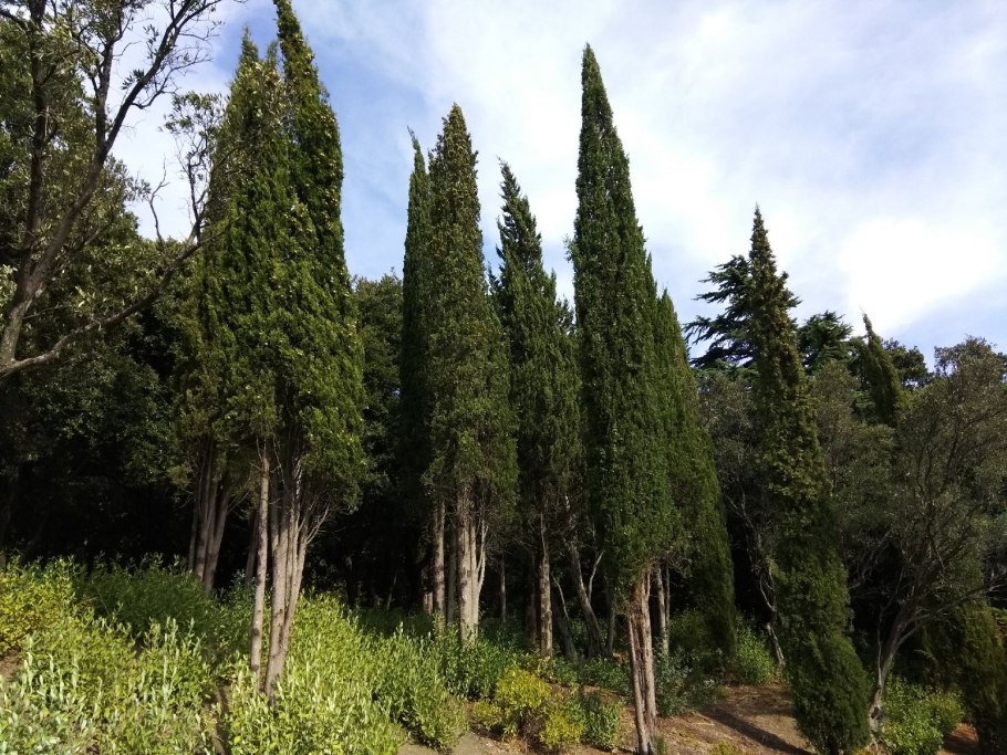 Кипарис вечнозеленый (Cupressus sempervirens)