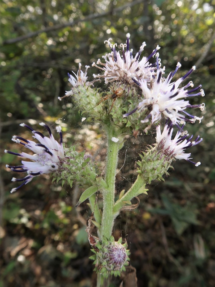 Соссюрея малоцветковая