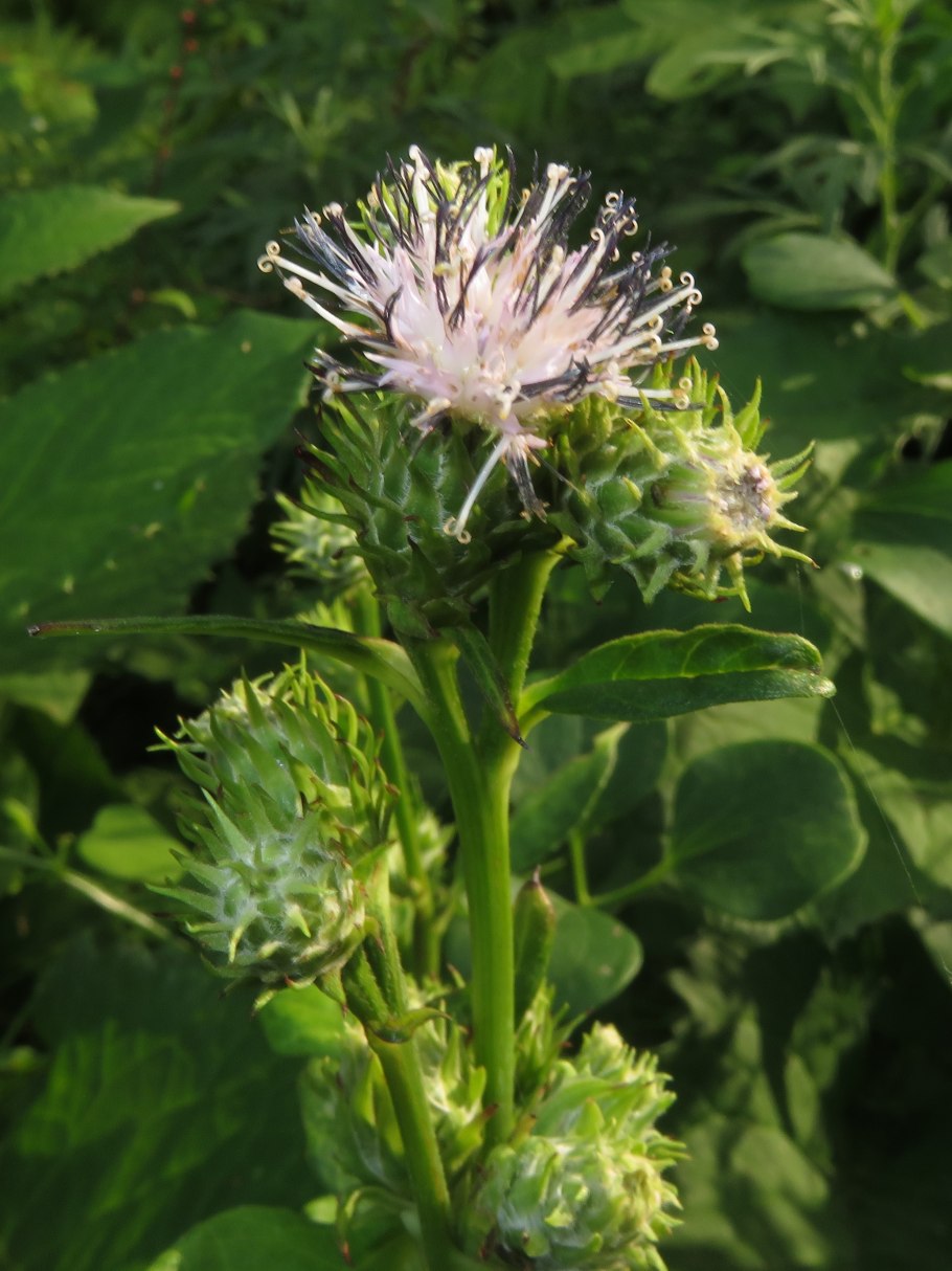 Соссюрея иволистная (Saussurea salicifolia)