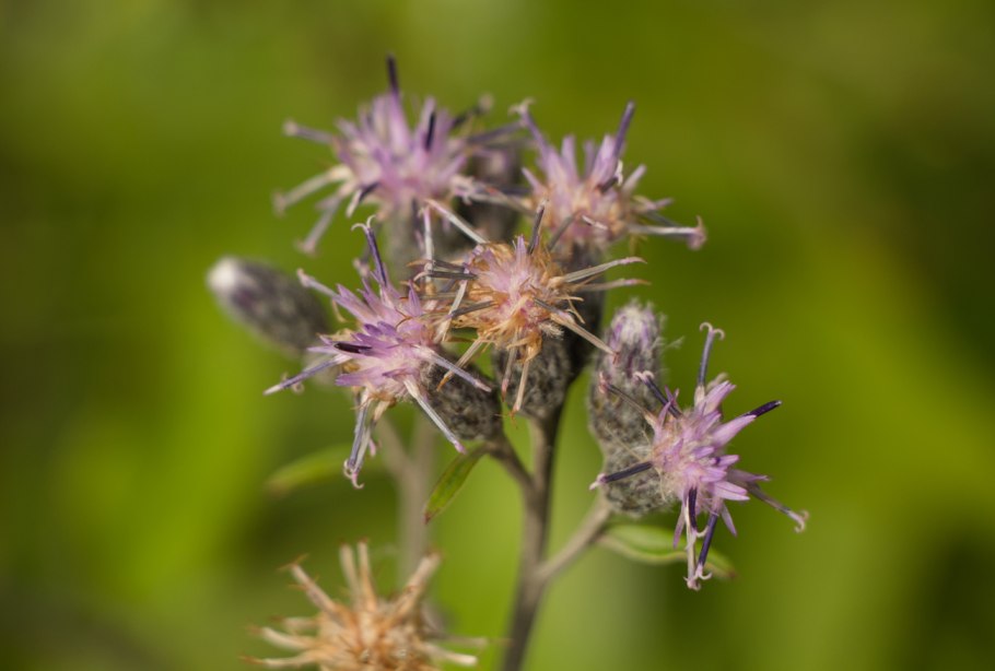 Соссюрея обернутая