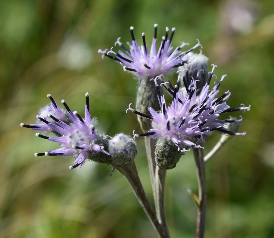 Соссюрея блестящая