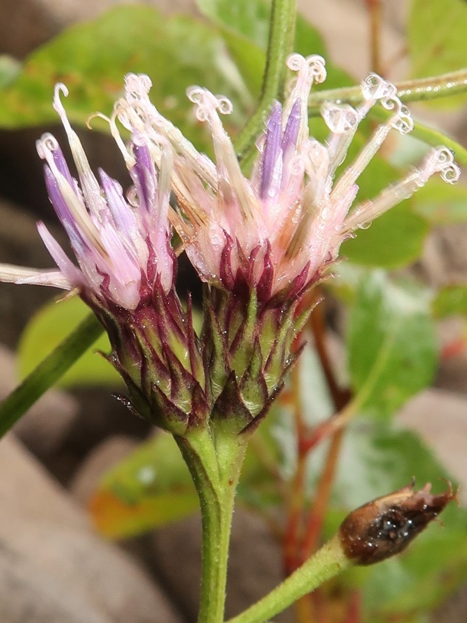 Растение Зорин кустолистный