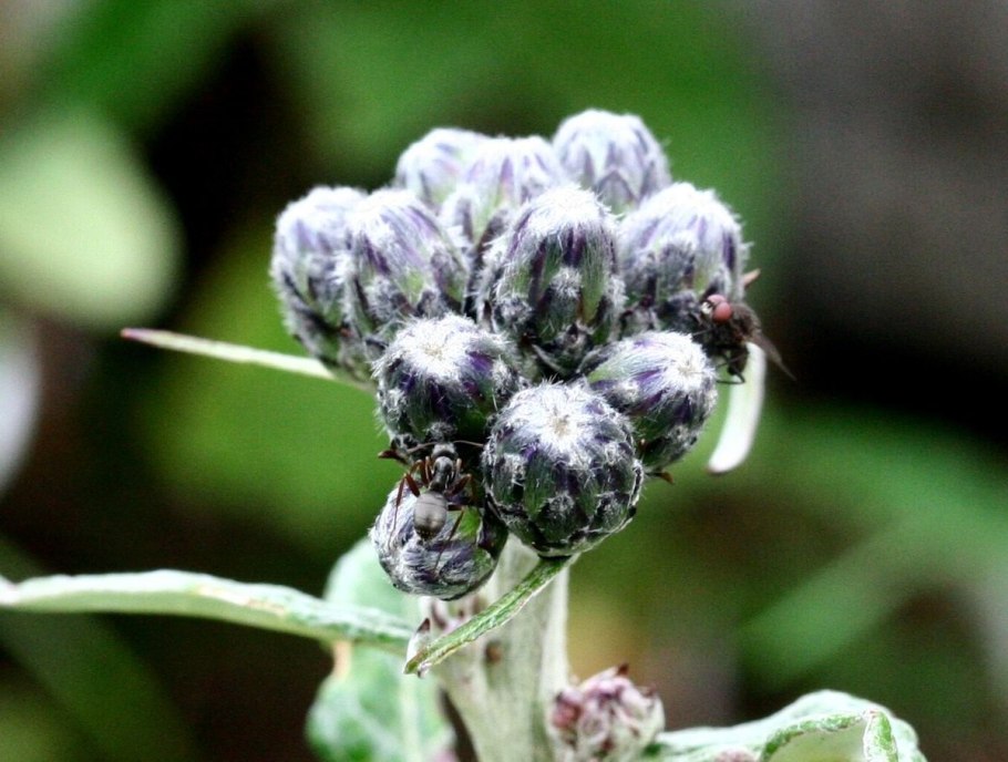 Соссюрея спорная (Saussurea controversa)