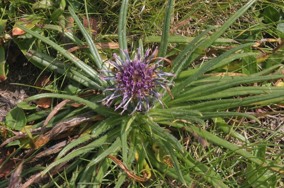 Соссюрея сушеницевидная