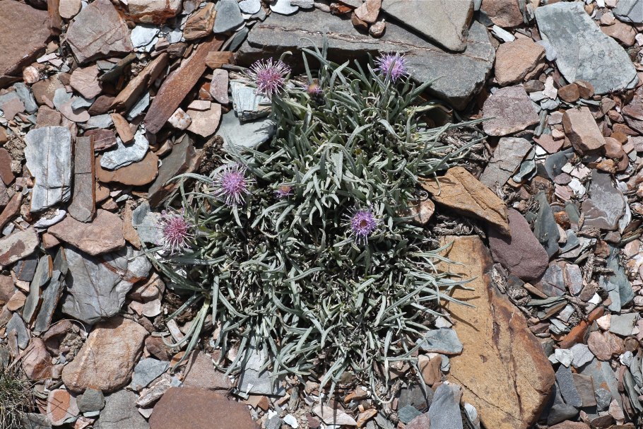 Соссюрея Альпийская