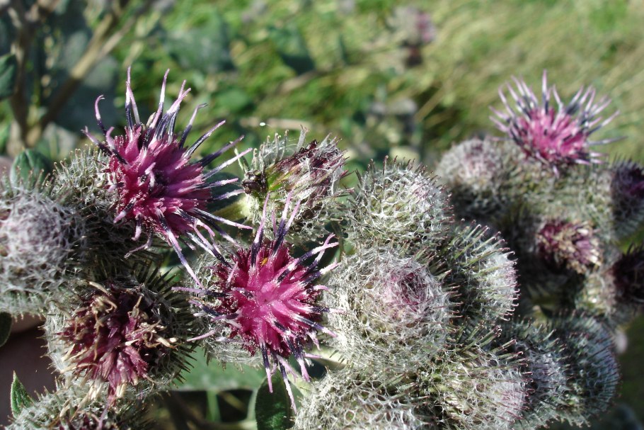 Соссюрея иволистная