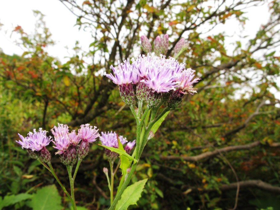 Соссюрея Фролова