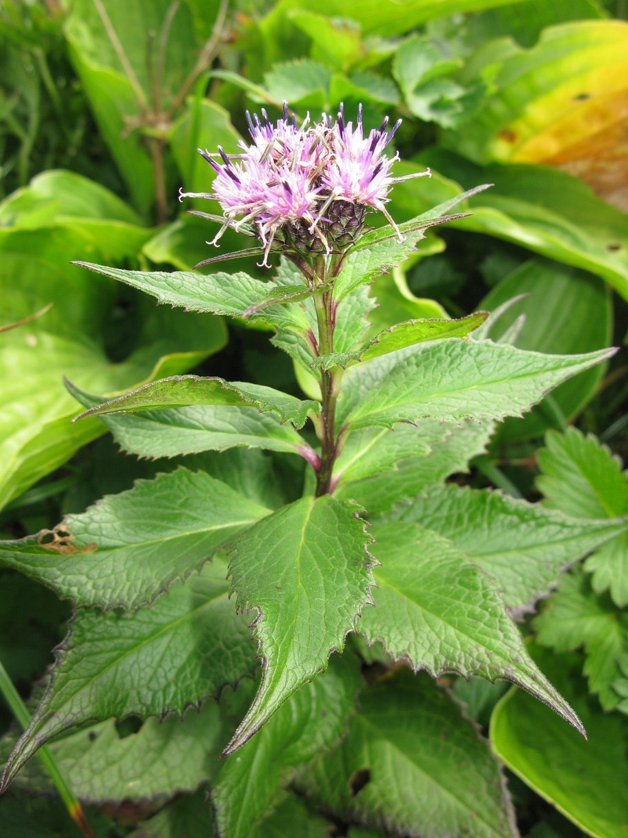 Соссюрея ложно-телезиева