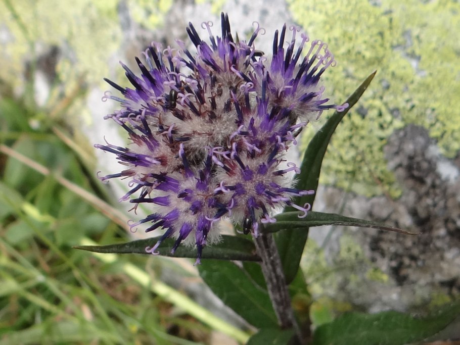 Соссюрея Куренцовой