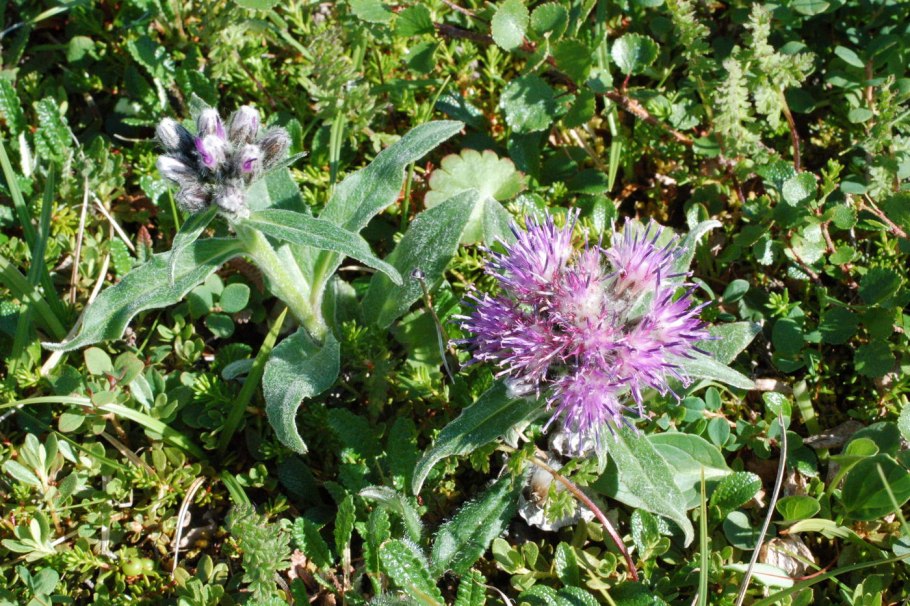 Соссюрея Альпийская