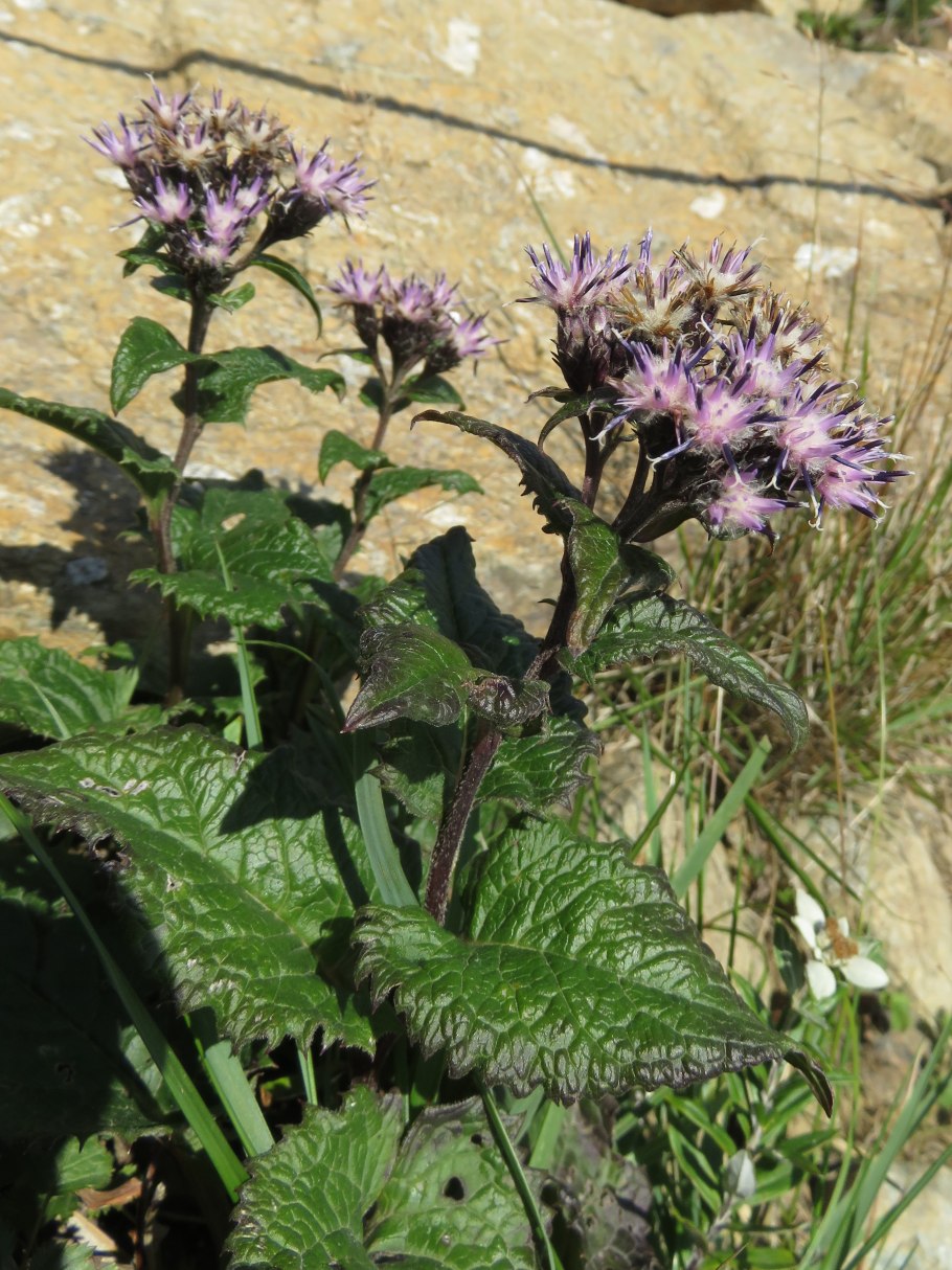 Соссюрея иволистная