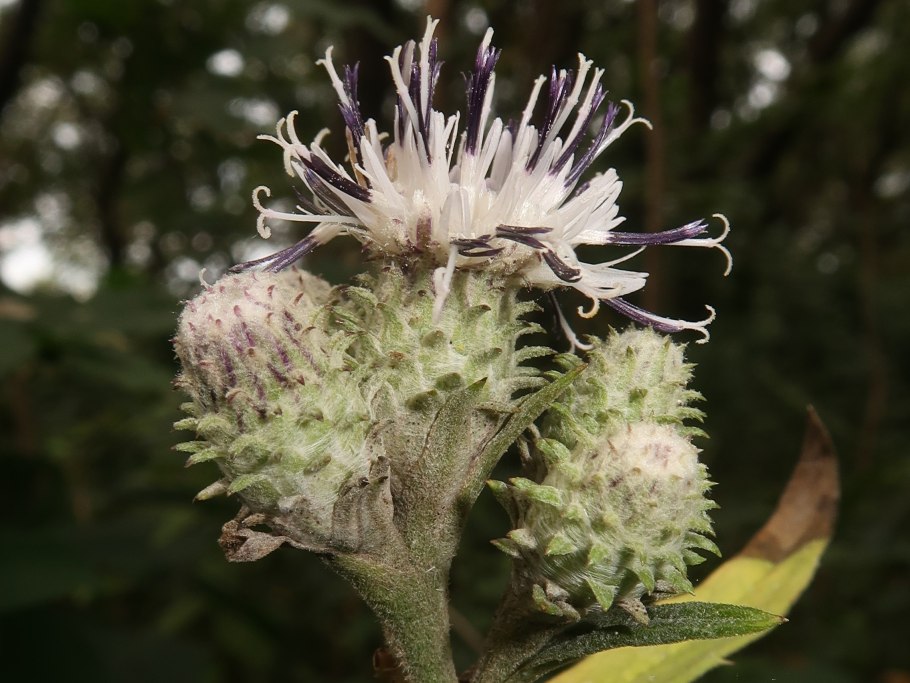 Горькуша широколистная