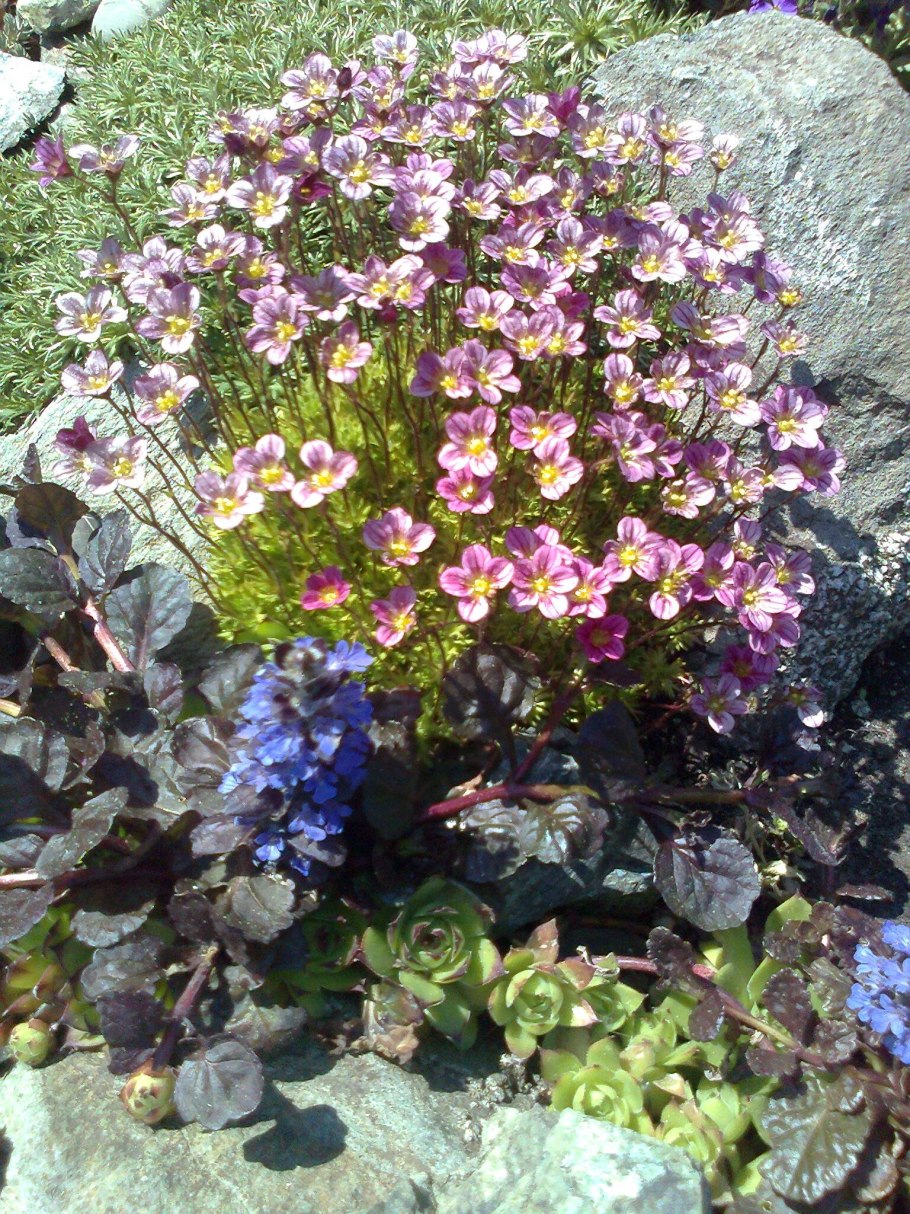 Камнеломка синяя