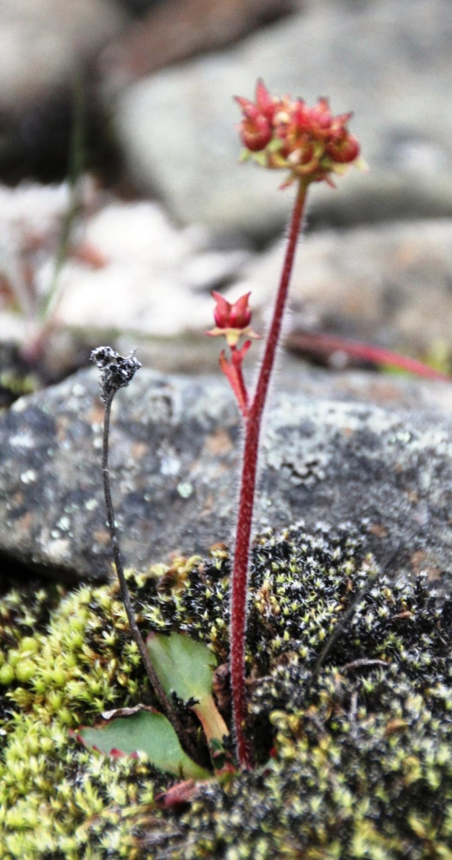 Камнеломка hieracifolia
