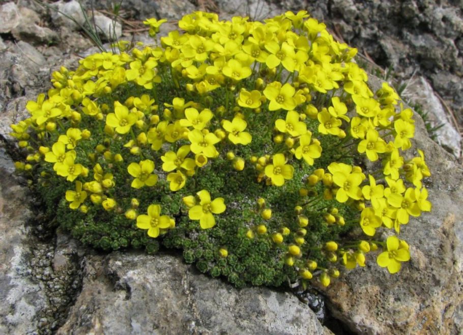 Saxifraga seguieri