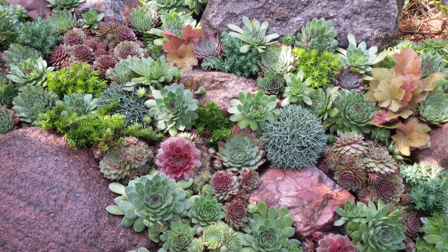 Камнеломка жестколистная гербарий