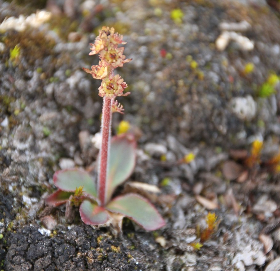 Камнеломка жестковолосистая