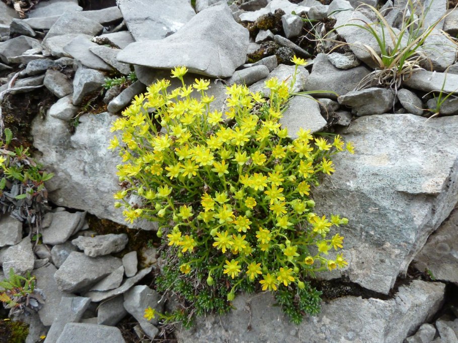 Камнеломка саксифрага