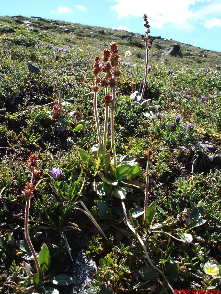 Saxifraga hieracifolia