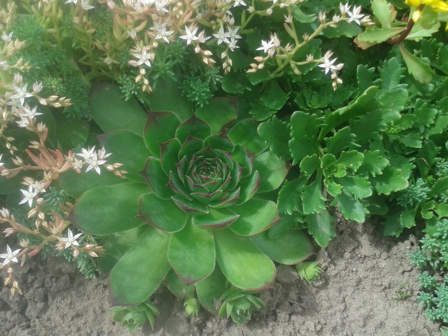 Камнеломка каменная роза