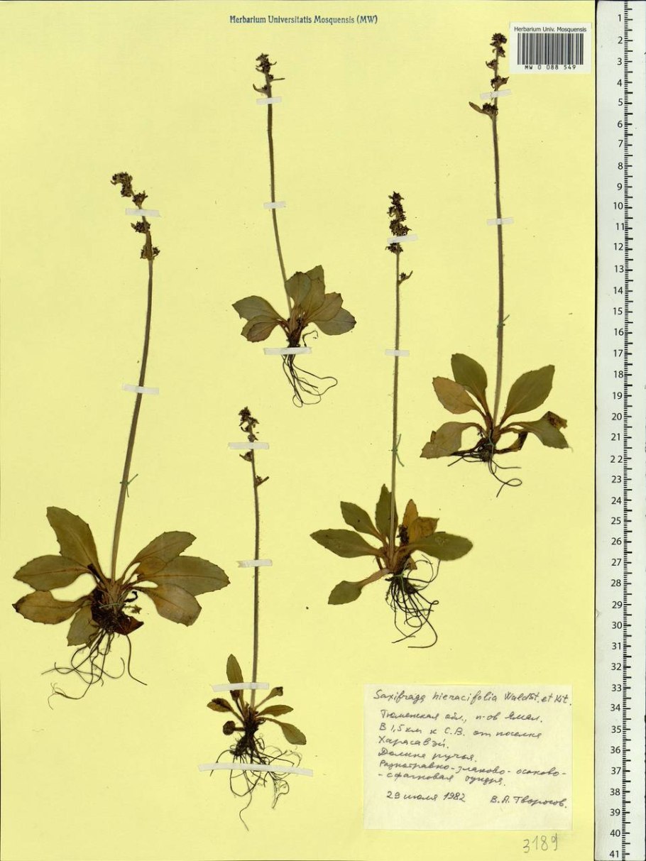 Камнеломка Арендса размножение