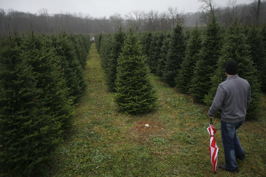 Посадка голубых елей