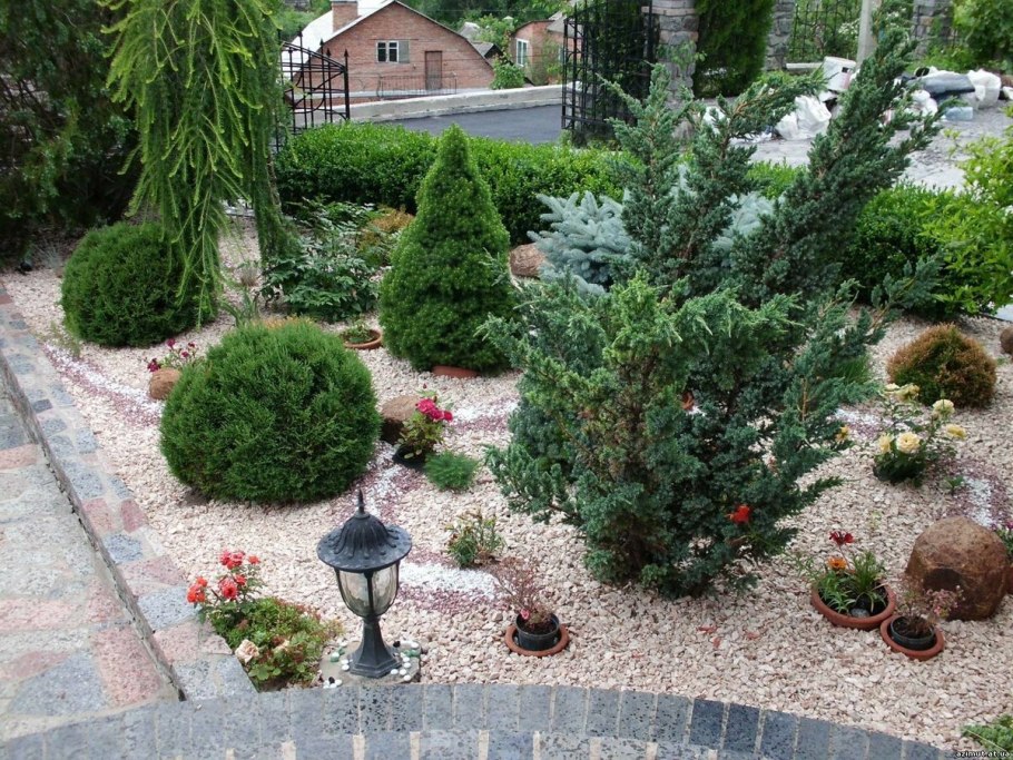 Высадка сосны на участке