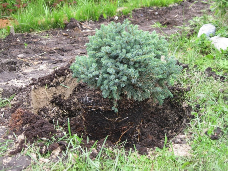 Хвойники сосна можжевельник