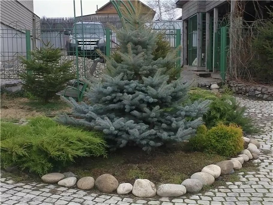 Хвойники в Лесном ландшафте