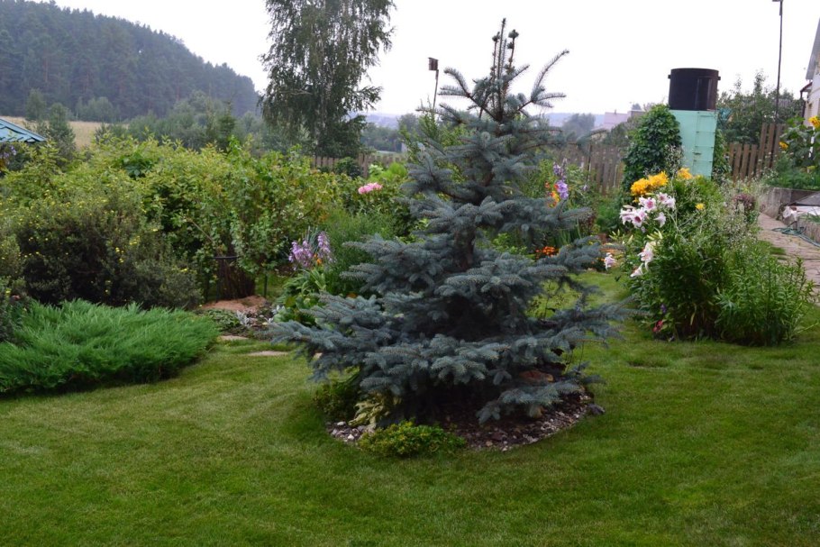 Деревья на участке