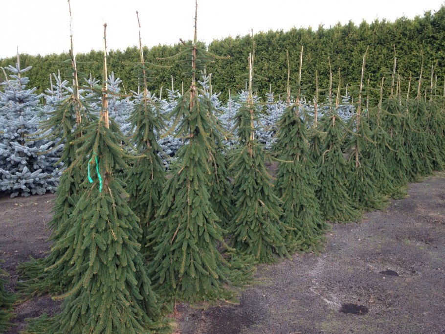 Сосна Горная Живая изгородь