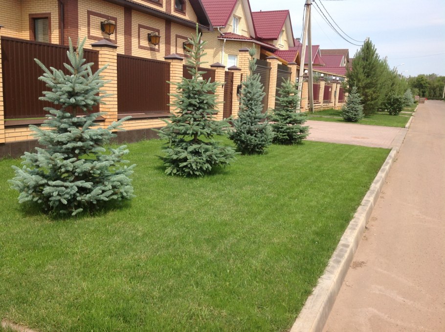 Голубая ель Оксана Хлебородова