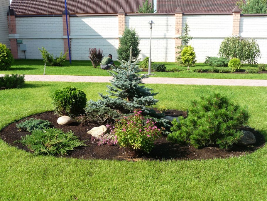 Кедр Сибирский в ландшафтном дизайне