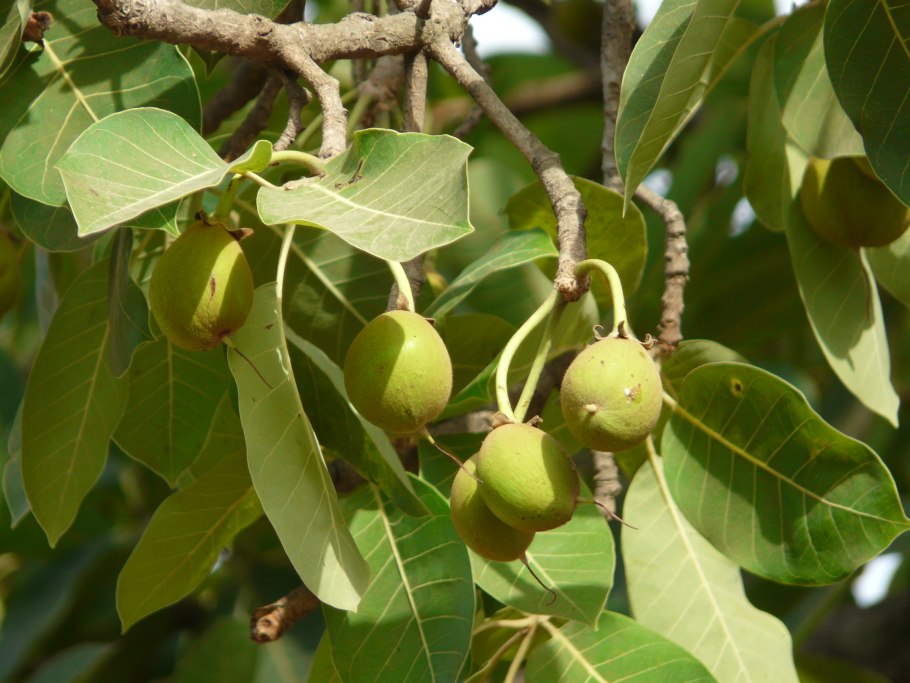 Madhuca longifolia)