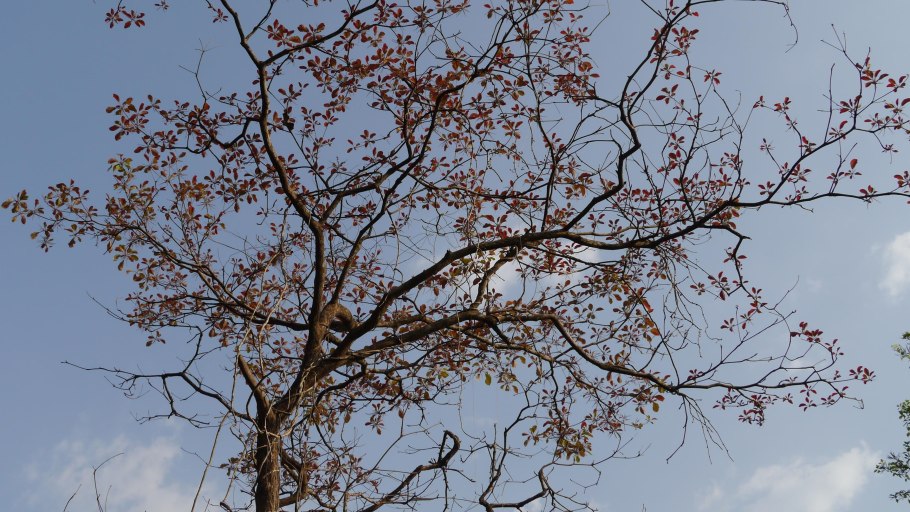 Мадука дерево фото